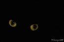 Cats eyes