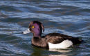 Tufted Duck