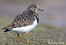 Turnstone