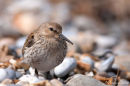 Dunlin