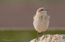 wheatear