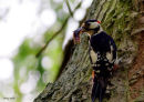 Great spotted woodpecker
