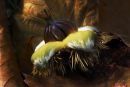 Swet Chestnut Seed
