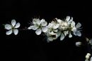 Hawthorn Blossoms