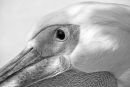 Great White Pelican
