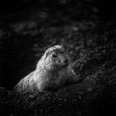 Prairie Dog