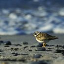 Ringed Plover
