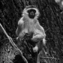 Ververt Monkey