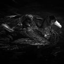 White-chinned Petrel