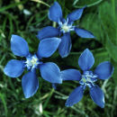 Spring Gentian