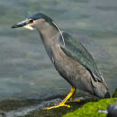 Heron