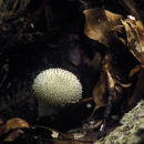 Fungus