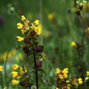 Yellow Rattle