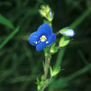 Myosotis