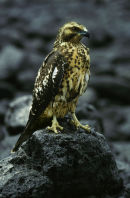 Galapagos Hawks
