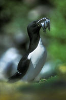 Razorbill with Sandeels