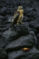 Galapagos Hawk and Sallylightfoot Crab