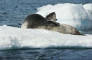 Leopard Seals