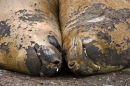 Southern Elephant Seals