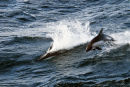 Peale's Dolphins