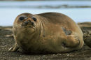 Southern Elephant Seal
