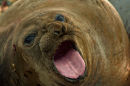 Southern Seal
