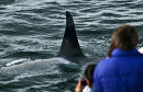 Orca Passing By