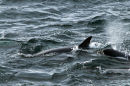 Orcs or Killer Whales