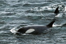 Orcas or Killer Whales