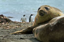 Southern Elephant Seal
