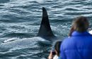 Killer Whale Passing By