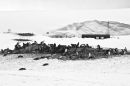 Penguin Colony and Tourists