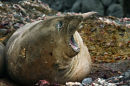 Southern Elephant Seal