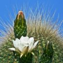 Flowering Cactus