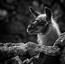 LLama