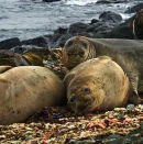 Southern Elephant Seals