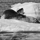 Leopard Seals