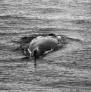Humpback Whale