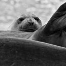 Southern Elephant Seal