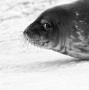 Weddell Seal