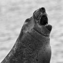 Southern Elephant Seal