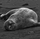 Crabeater Seal