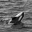 Orca or Killer Whale