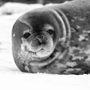 Weddell Seal