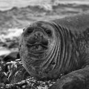 Southern Seal