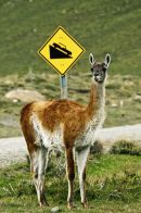 Alpaca