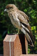 Kestrel