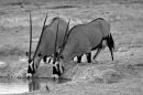 Two Oryx at a Waterhole