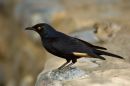 Pale-Winged Starling