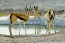 Jackal and Springbok at Waterhole